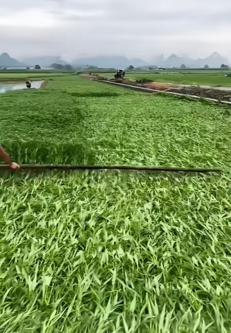 种植基地直接批发有机蔬菜空心菜，竹叶青空心菜，柳叶青空心