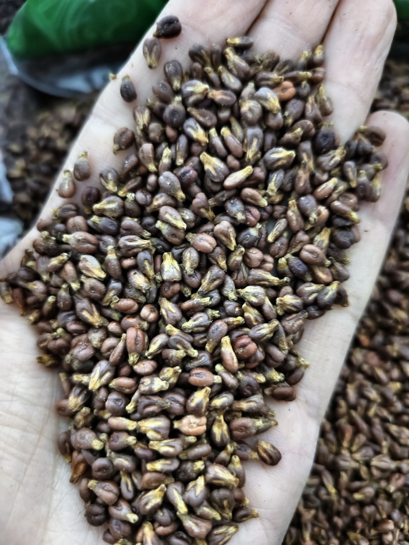 葡萄籽精选优质葡萄籽批发零售量大优惠