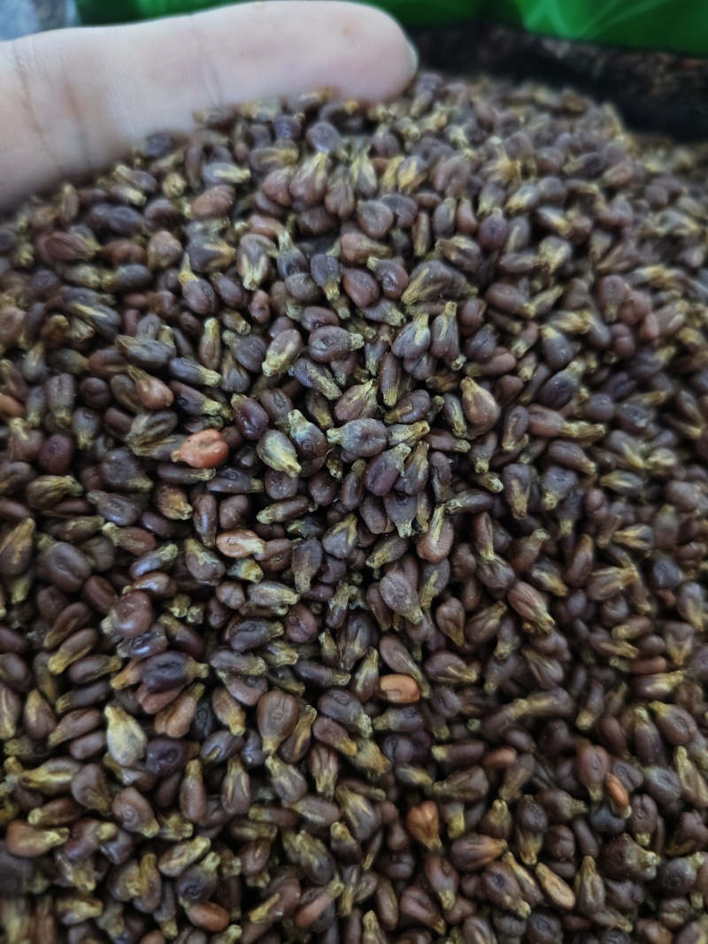 葡萄籽精选优质葡萄籽批发零售量大优惠