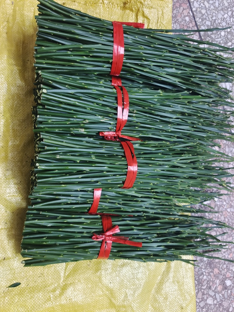 大叶滑皮金桔枝条，脆蜜金桔枝条，滑皮金桔枝条