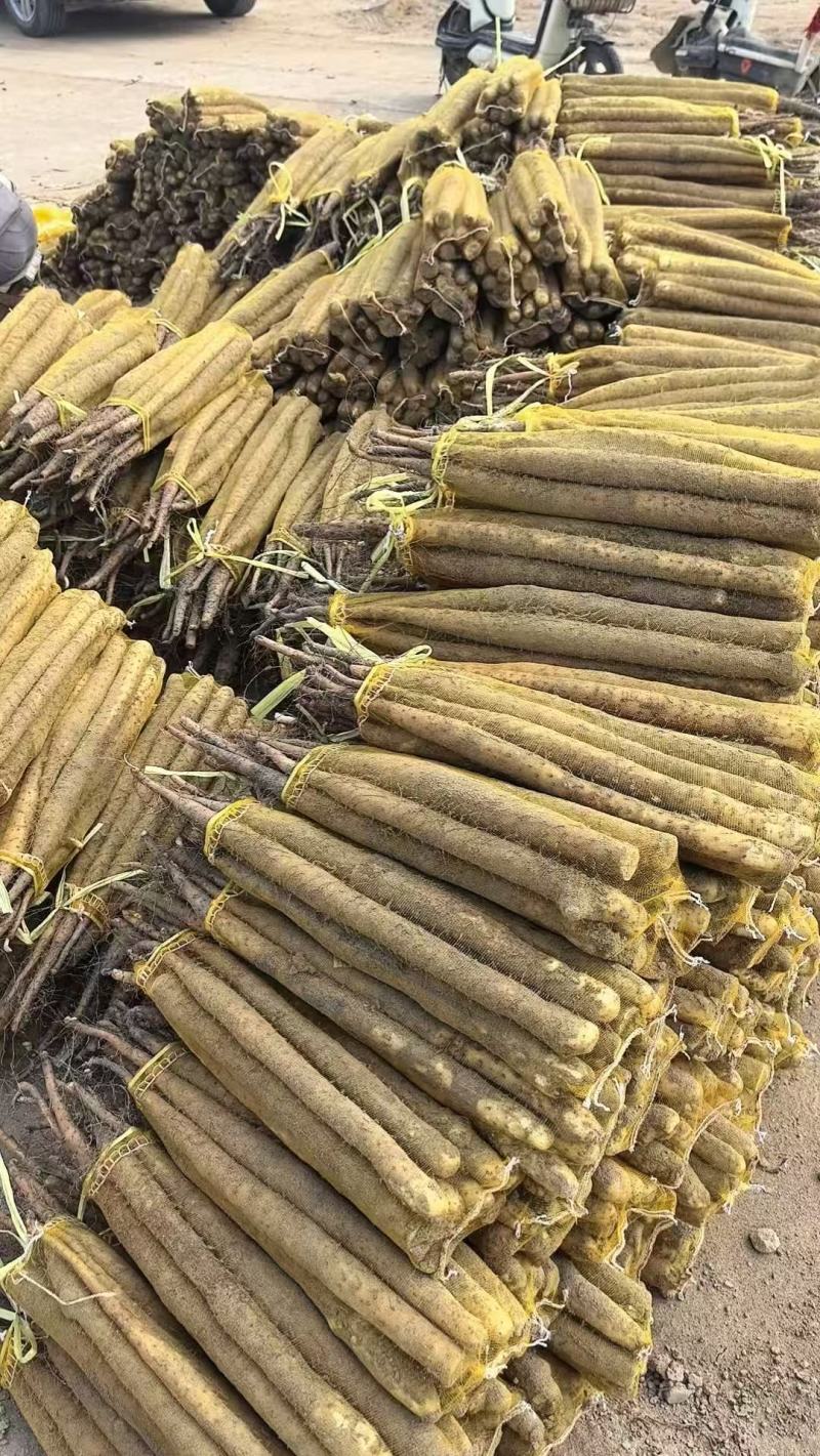 河北产地直发双棒紫药麻山药