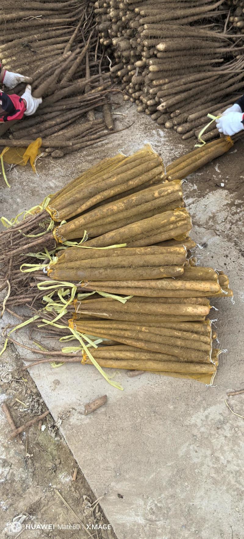 河北产地直发双棒紫药麻山药