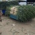 新民大葱，产地直发，大量有货，欢迎各位老板咨询采购