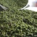 大红袍红花椒、青麻椒，陕西四川韩城武都茂源花椒，电商货。
