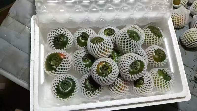 铁皮柿子大量有货产地直发对接各大商超