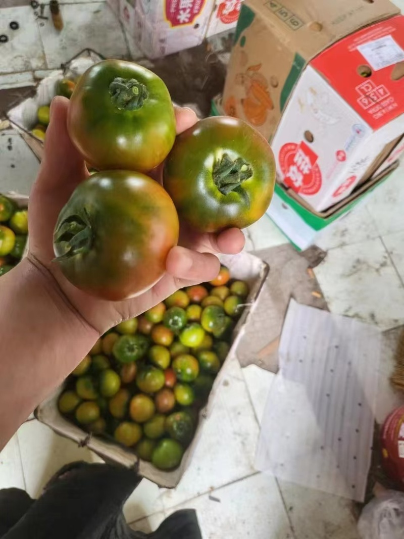 铁皮柿子大量有货产地直发对接各大商超