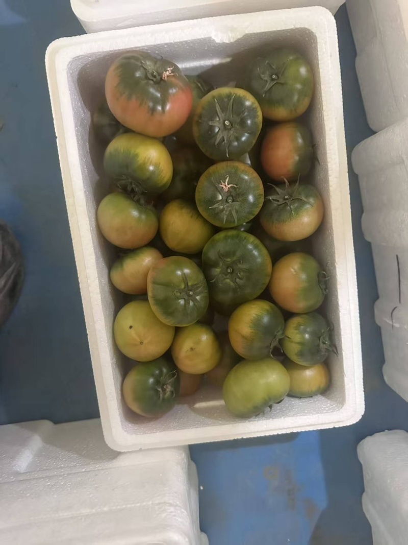 铁皮柿子大量有货产地直发对接各大商超
