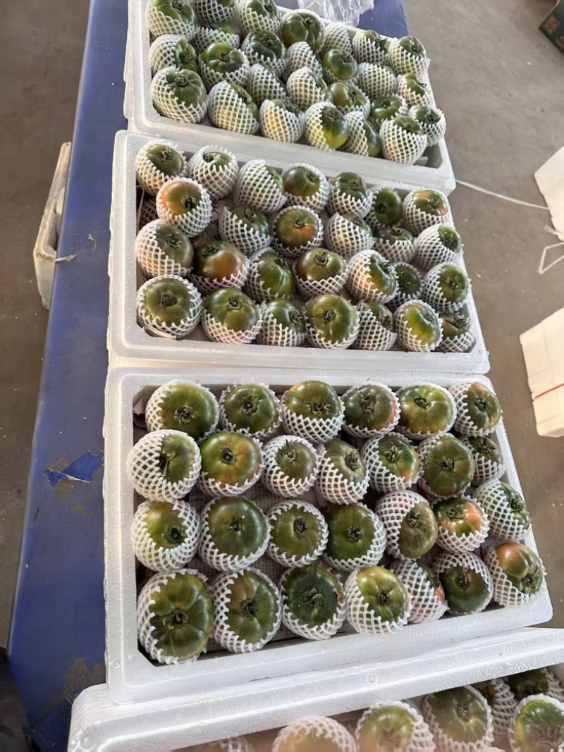 铁皮柿子大量有货产地直发对接各大商超