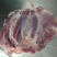 猪龟腱肉