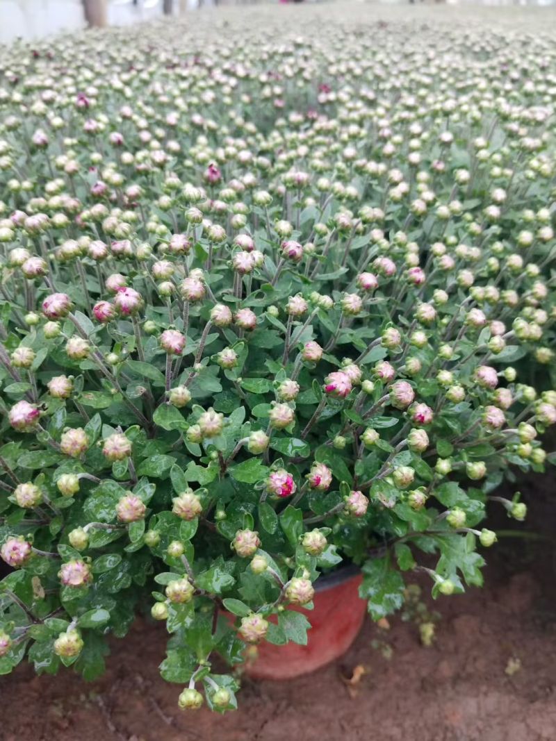 九月菊（国庆菊千头球菊品种菊花）红色黄色基地直发