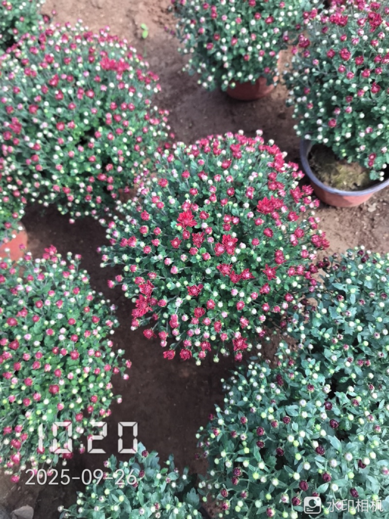 九月菊（国庆菊千头球菊品种菊花）红色黄色基地直发
