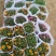 九月菊(国庆菊千头球菊品种菊花)红色黄色基地直发