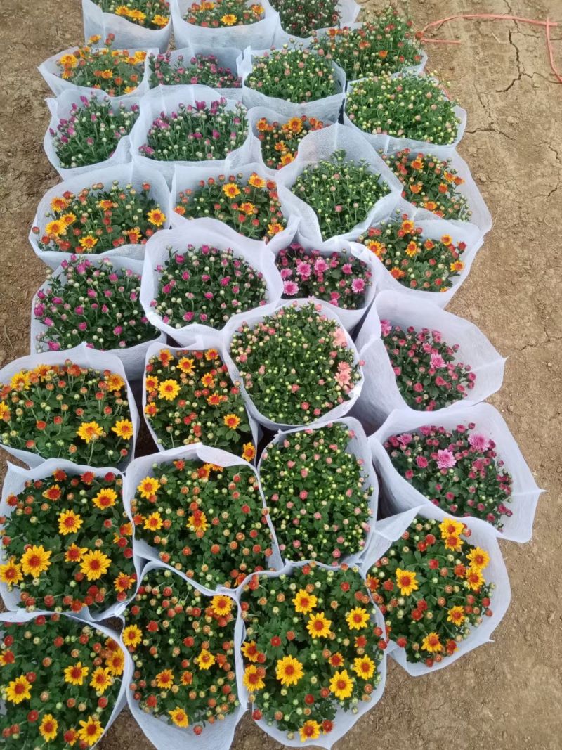 九月菊（国庆菊千头球菊品种菊花）红色黄色基地直发