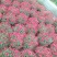 九月菊(国庆菊千头球菊品种菊花)红色黄色基地直发