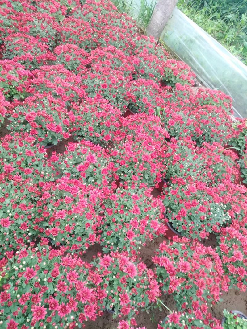 九月菊（国庆菊千头球菊品种菊花）红色黄色基地直发