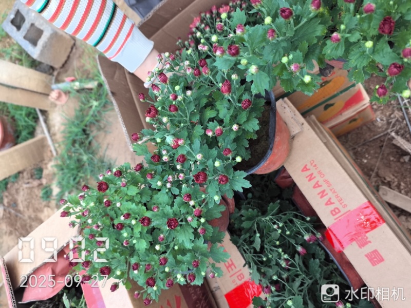 九月菊（国庆菊千头球菊品种菊花）红色黄色基地直发