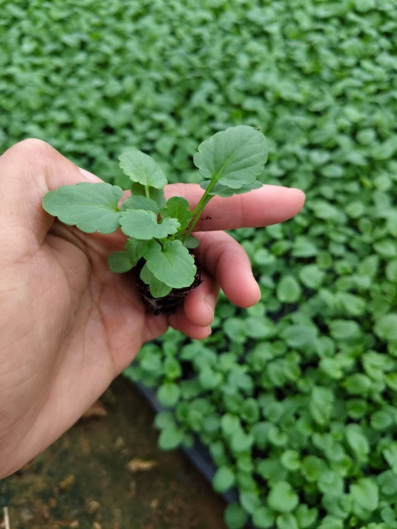角堇角堇穴盘苗冬季抗寒抗冻花卉植物颜色多基地直供
