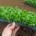 角堇角堇穴盘苗冬季抗寒抗冻花卉植物颜色多基地直供