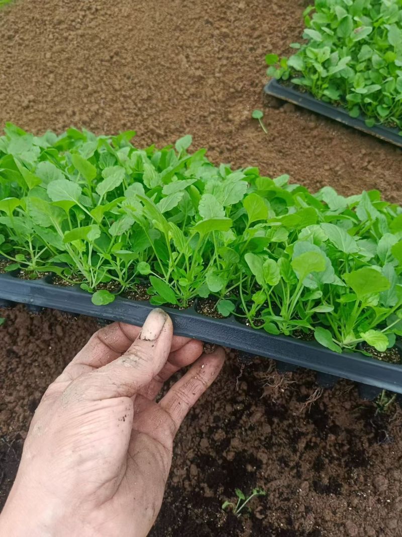 角堇角堇穴盘苗冬季抗寒抗冻花卉植物颜色多基地直供