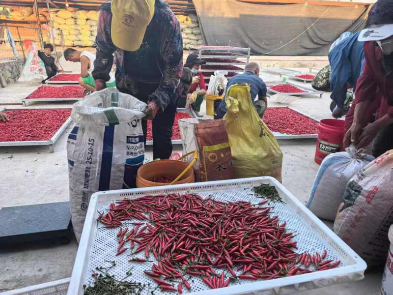 去把去帽特等椒烘干机烘干9.5干度产地直供欢迎采购