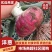 甘肃洋葱大量有货欢迎咨询实地看货洽谈合作洽谈合作