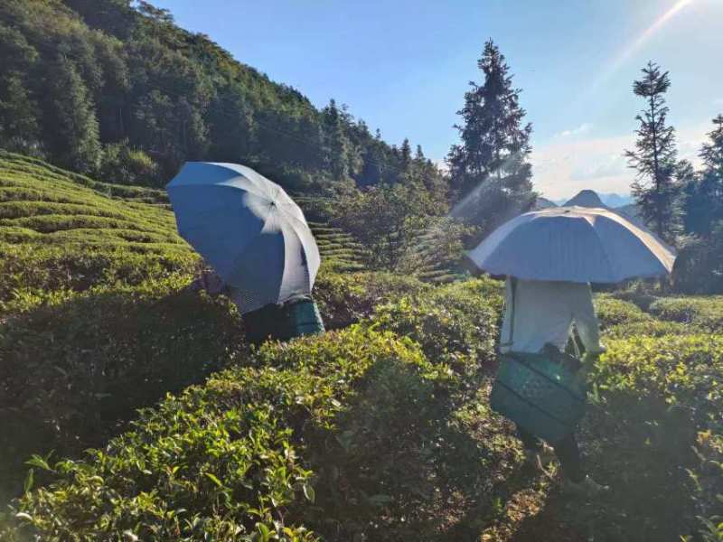 高山绿茶新品种高山绿茶鸿雁绿茶叶