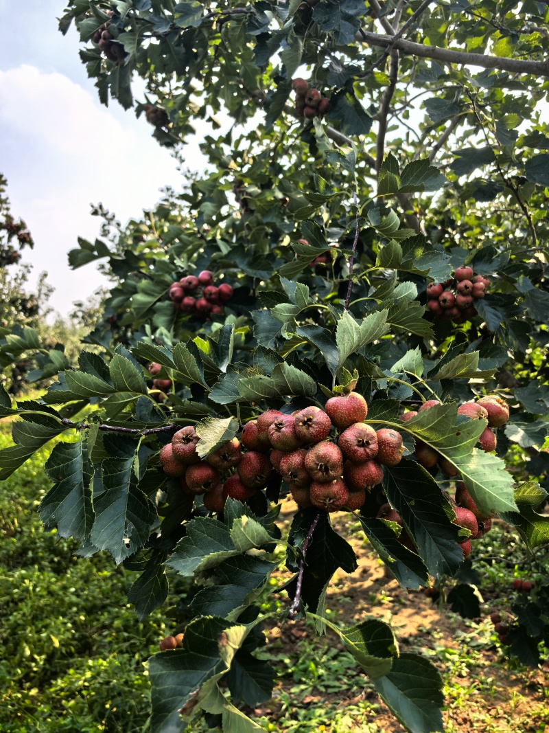 山地山里红大量出售