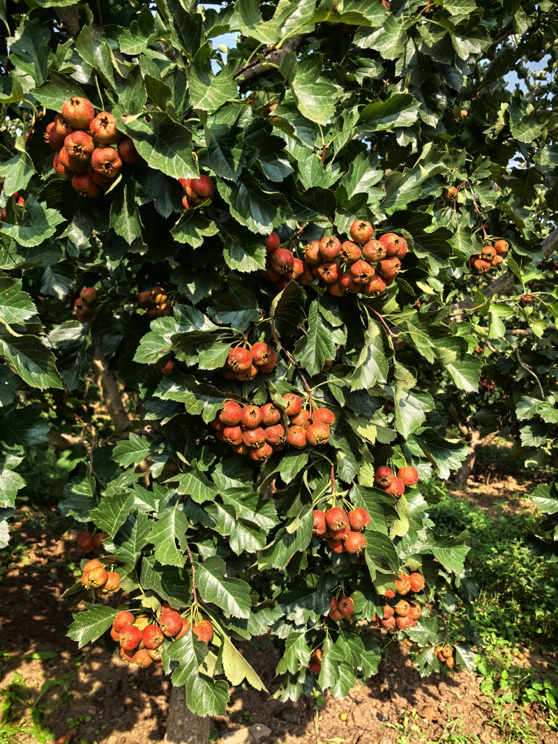 山地山里红大量出售