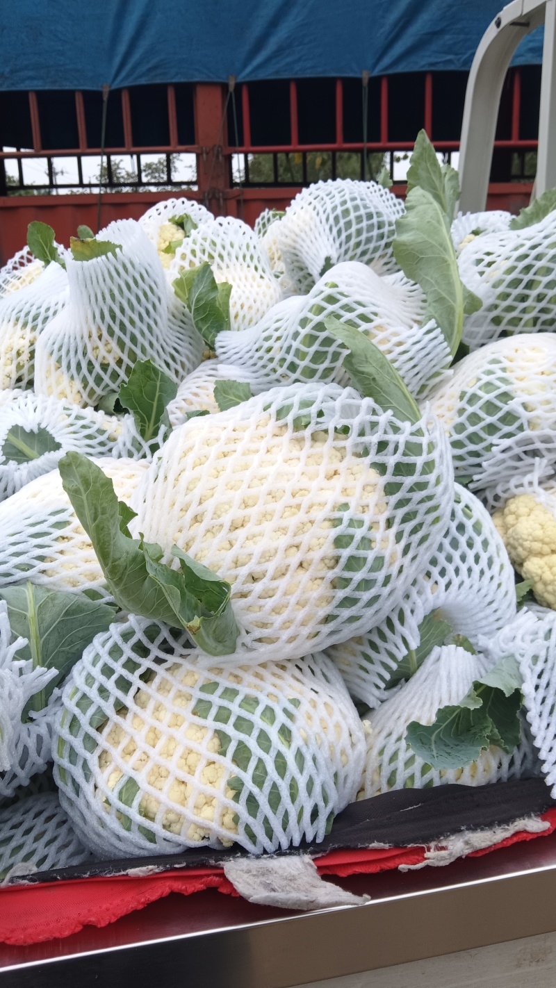 万亩花菜基地，大量有机花菜正在供应中，