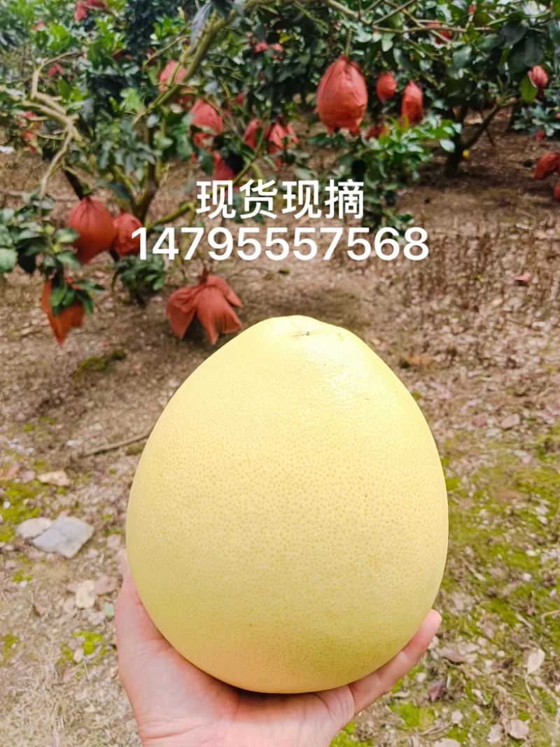 红心柚现货现摘***********