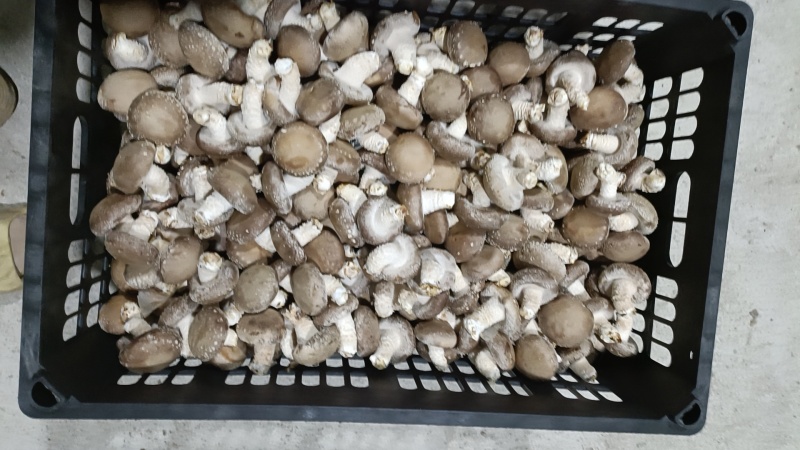 【推荐】香菇一手货源产地直发视频看货欢迎咨询