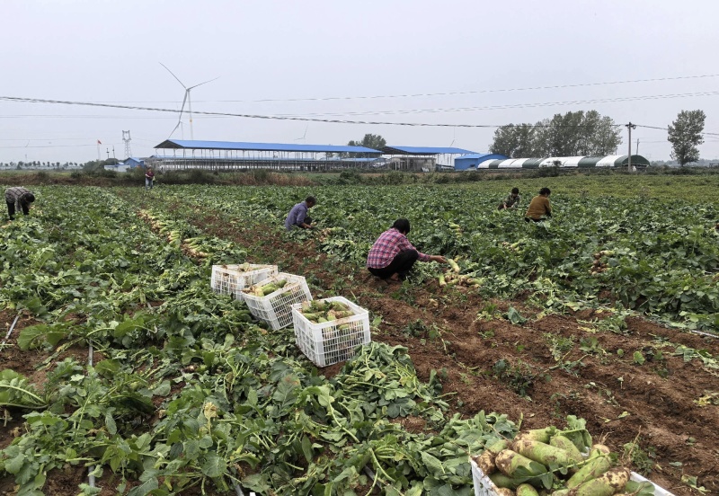 青萝卜大量有货基地直供品质优可对接市场商超欢迎咨询来电