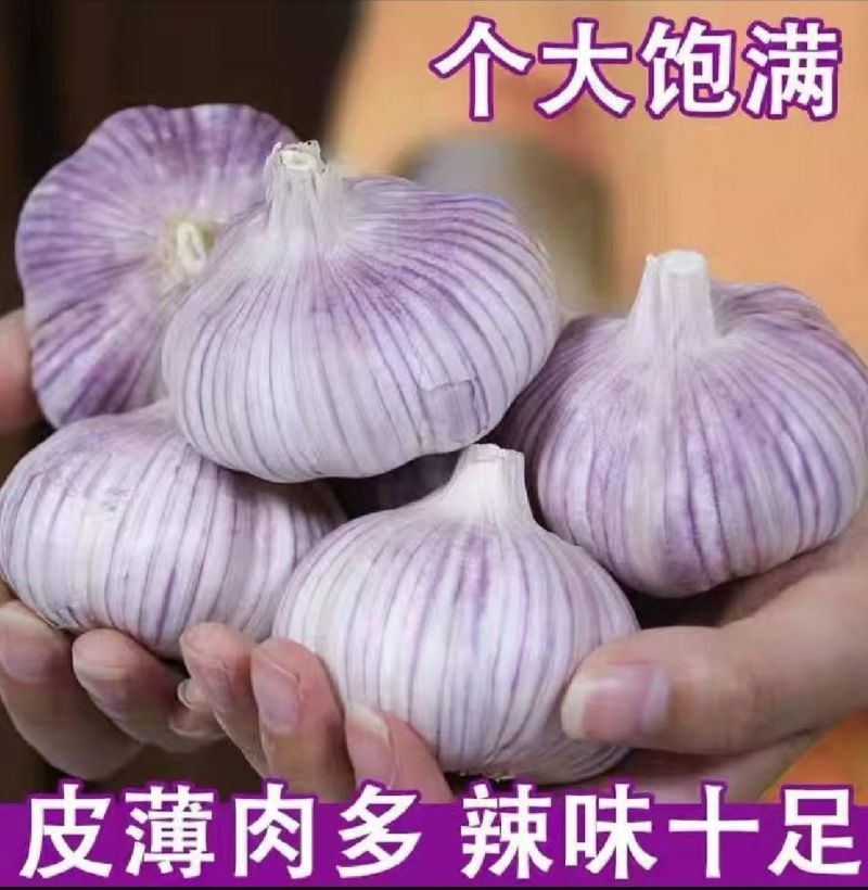 精品大蒜
