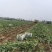 青萝卜大量有货基地直供品质优可对接市场商超欢迎咨询来电