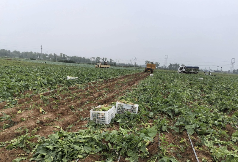 青萝卜大量有货基地直供品质优可对接市场商超欢迎咨询来电