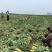 青萝卜大量有货基地直供品质优可对接市场商超欢迎咨询来电