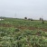 青萝卜大量有货基地直供品质优可对接市场商超欢迎咨询来电