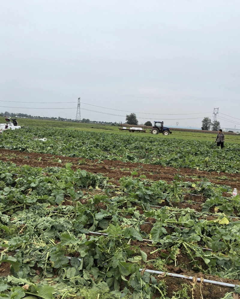 青萝卜大量有货基地直供品质优可对接市场商超欢迎咨询来电