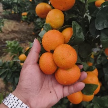 金秋沙糖桔