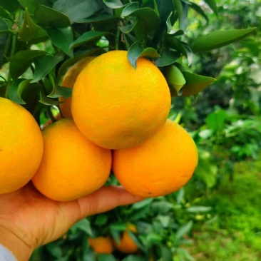 正宗眉山爱媛果冻橙开始大量发货