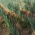 大葱河北铁杆大葱自家种植产地直销可对接各大电商市场商超