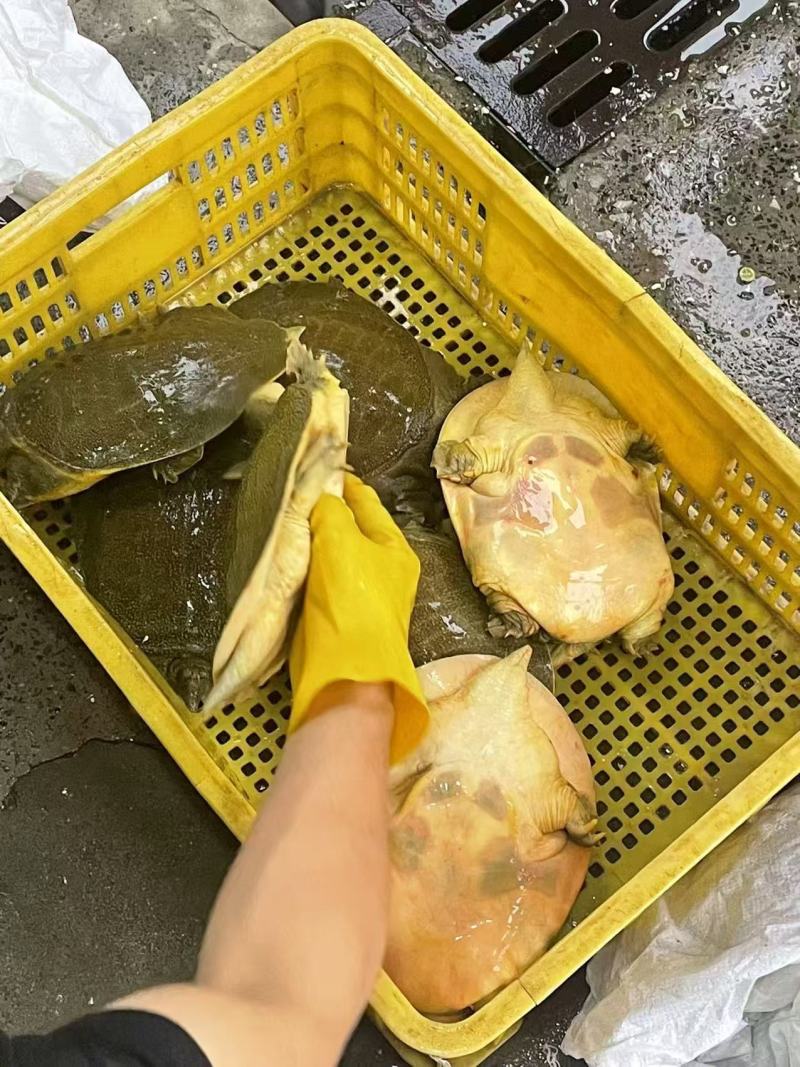 外塘精品冷水黑花甲鱼
