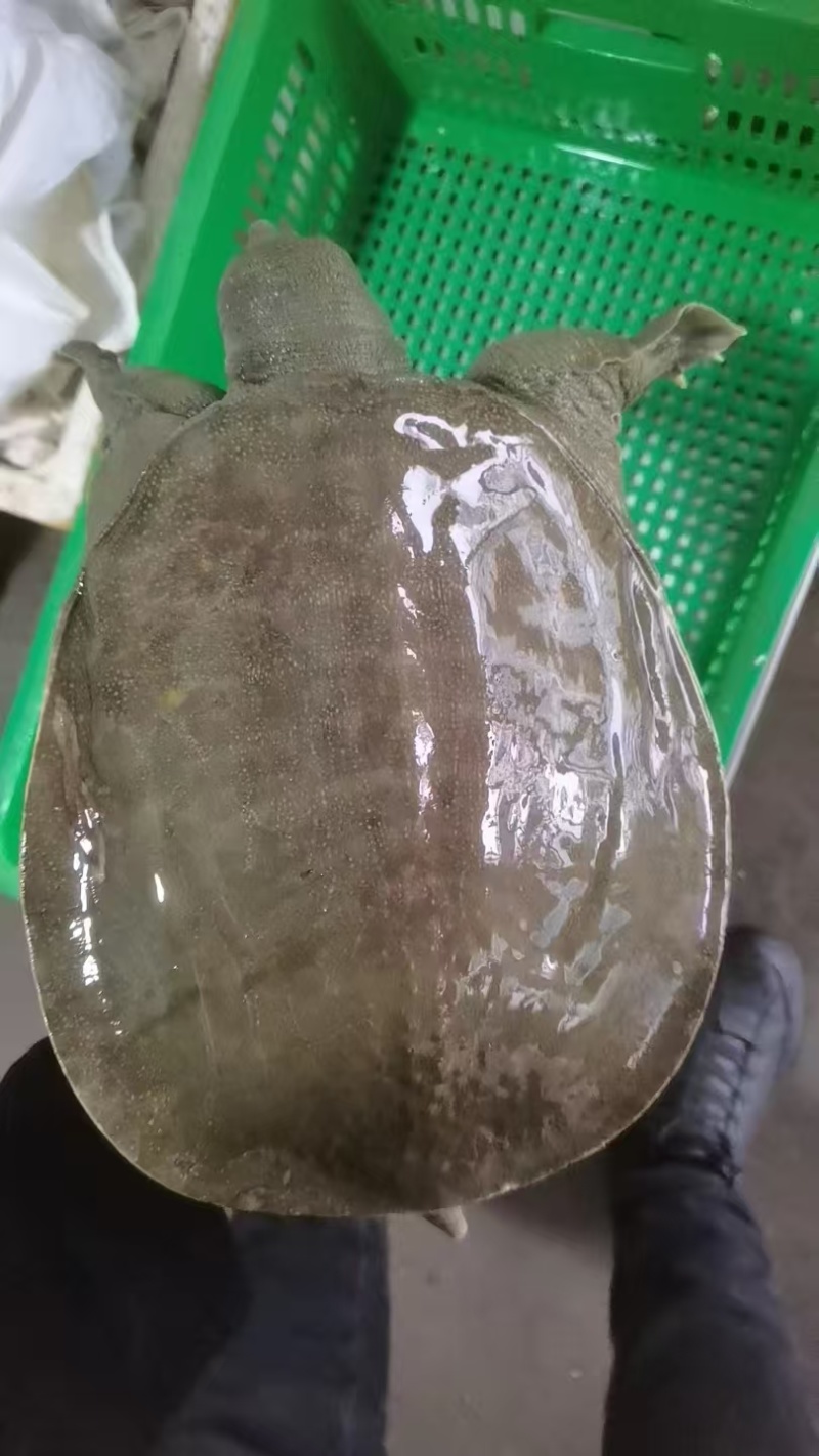 外塘精品冷水黑花甲鱼