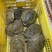 外塘精品冷水黑花甲鱼