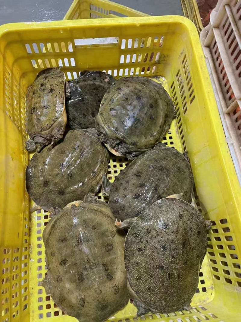 外塘精品冷水黑花甲鱼