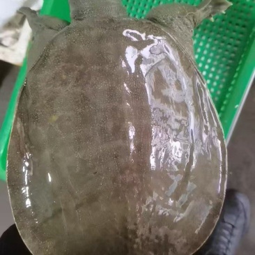 外塘精品冷水黑花甲鱼