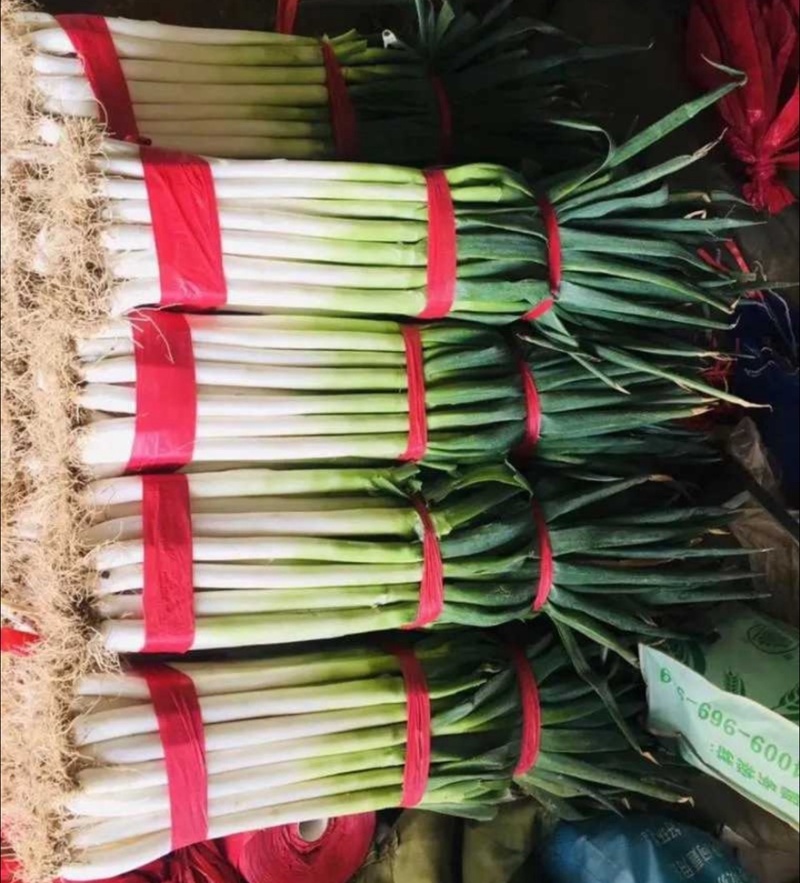 大葱河北铁杆大葱自家种植产地直销可对接各大电商市场商超