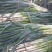 大葱河北铁杆大葱自家种植产地直销可对接各大电商市场商超