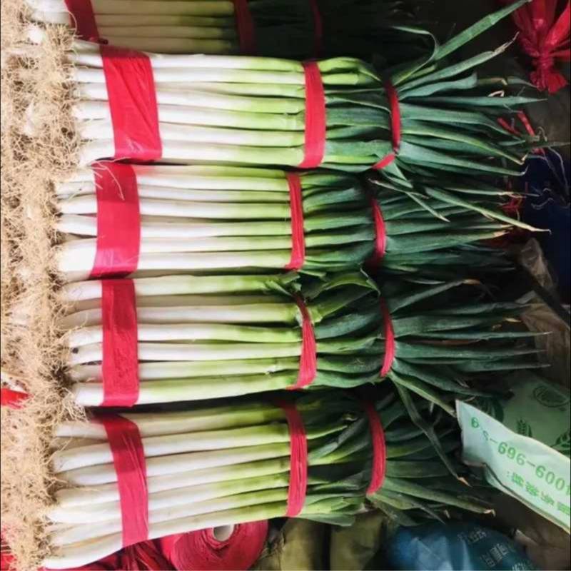 大葱河北铁杆大葱自家种植产地直销可对接各大电商市场商超