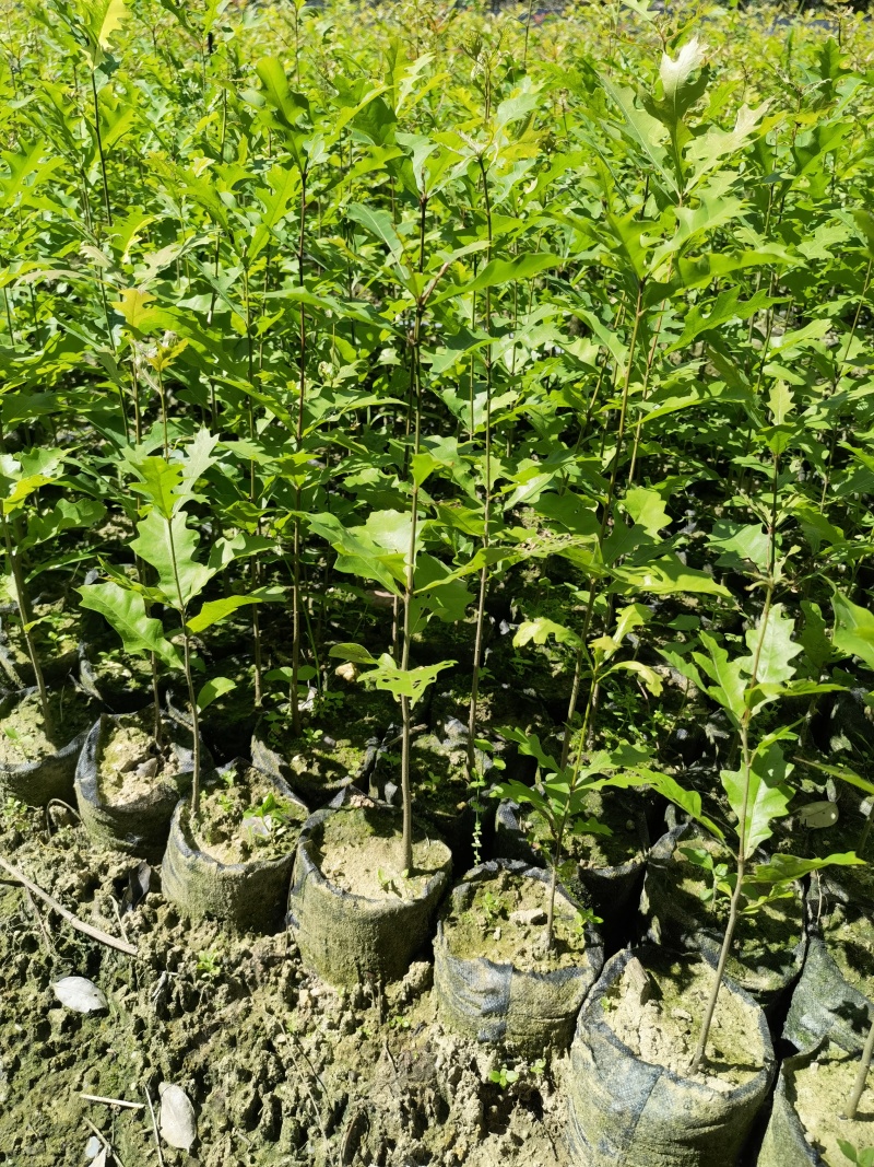 娜塔栎容器苗